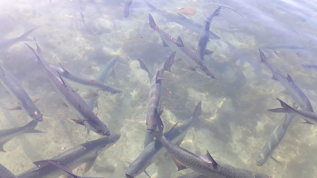 Tarpon  Fonte: Tamara Rumo ao Porto