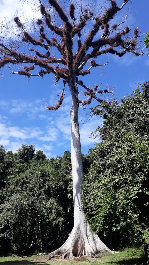 Tikal - Guatemala Fonte: Tamara Rumo ao Porto