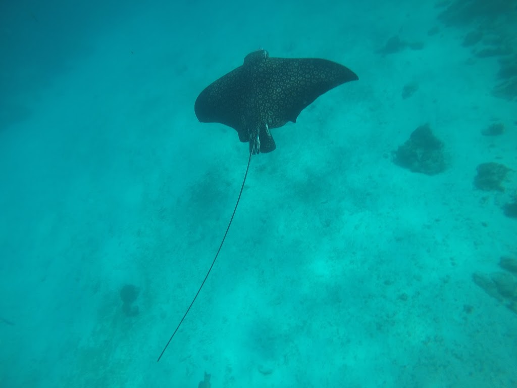 Tour all day - Caye Caulker - Raia Fonte: Tamara Rumo ao Porto