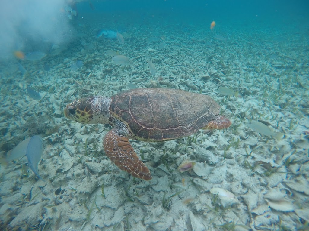 Tour all day - Caye Caulker - tartaruga Fonte: Tamara Rumo ao Porto