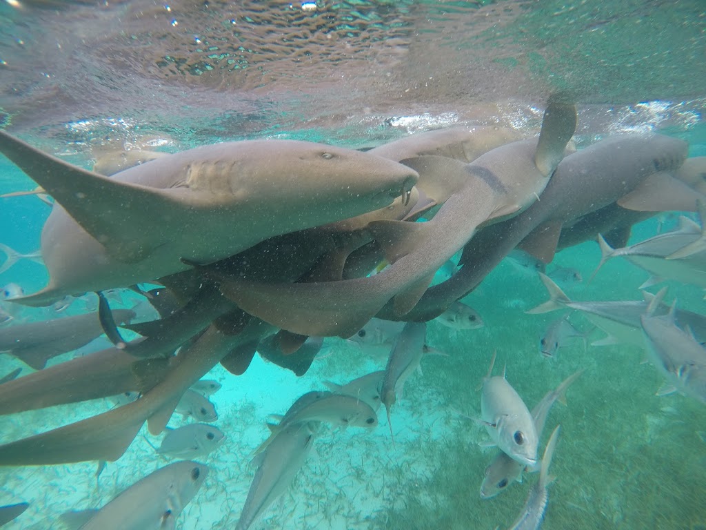 Tour all day - Caye Caulker - tubarões Fonte: Tamara Rumo ao Porto