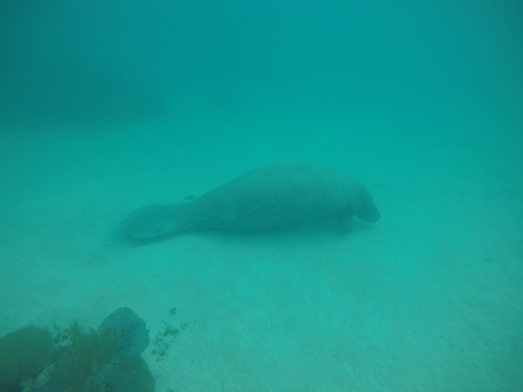 Tour all day - Caye Caulker - Manati Fonte: Tamara Rumo ao Porto
