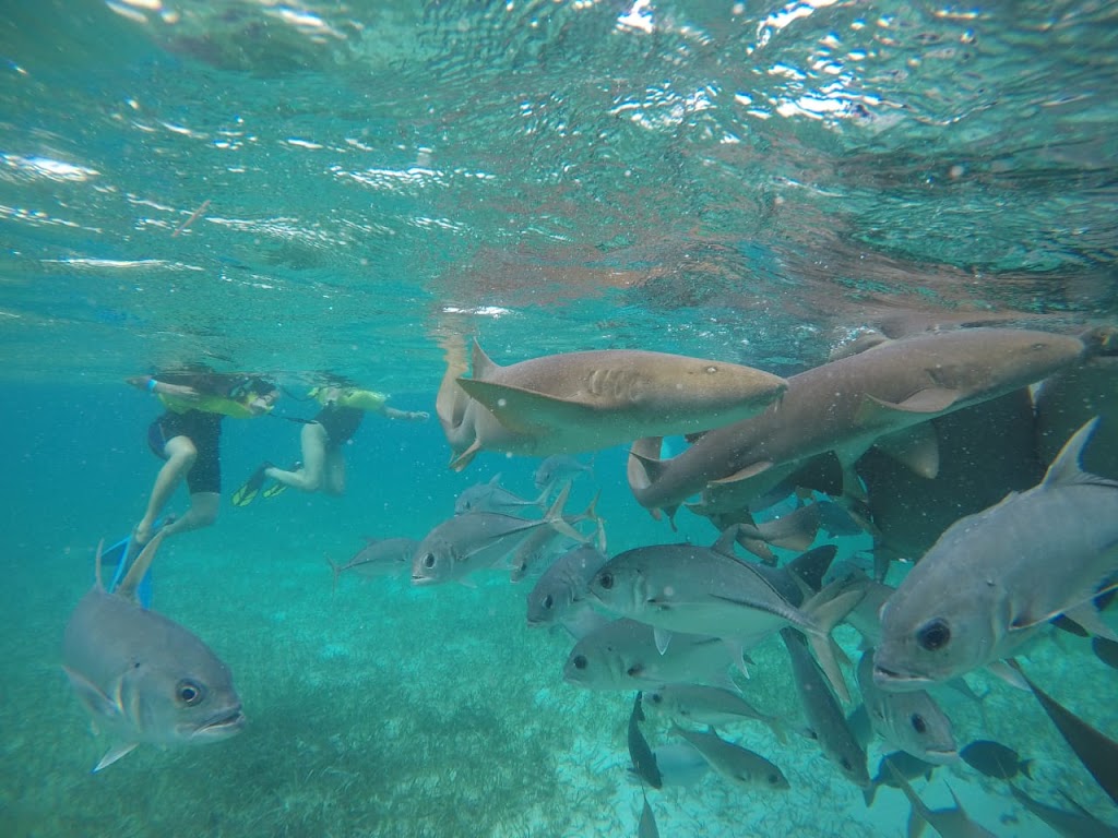 Mergulho com tubarões Fonte: Tamara Rumo ao Porto