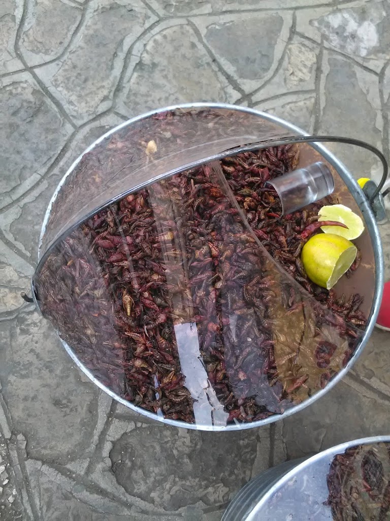 San Cristobal de las casas - chapolines Fonte: Tamara Rumo ao Porto