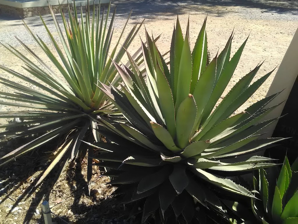 San Cristobal de las casas - mezcal Fonte: Tamara Rumo ao Porto