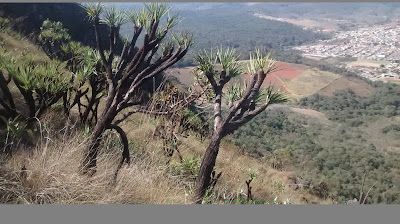 Serra de Ouro Branco - Canela de Ema